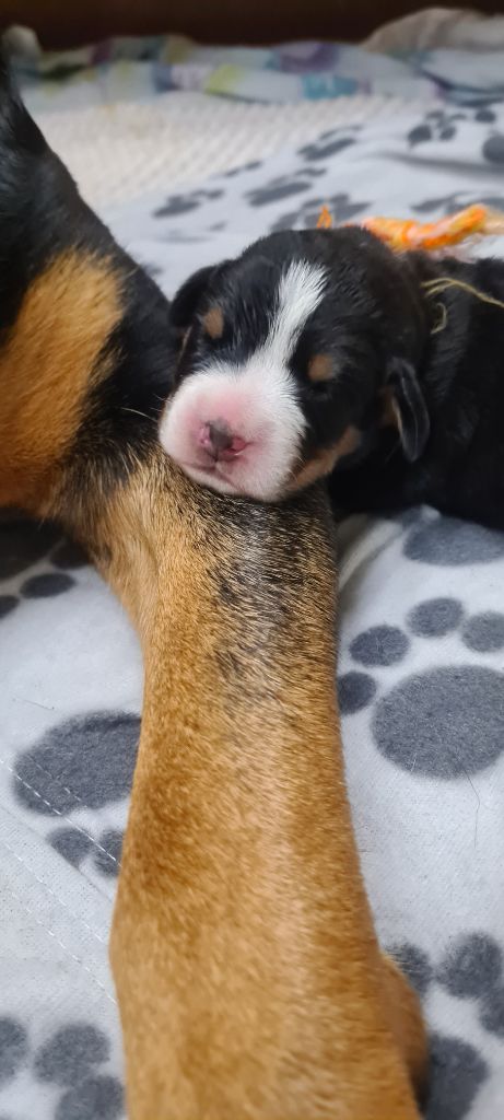 Yggdrasil Of Nephtys - Chiot disponible  - Grand bouvier suisse