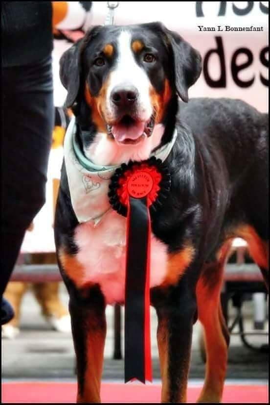 CH. Eberron Dina diana dite nerthus