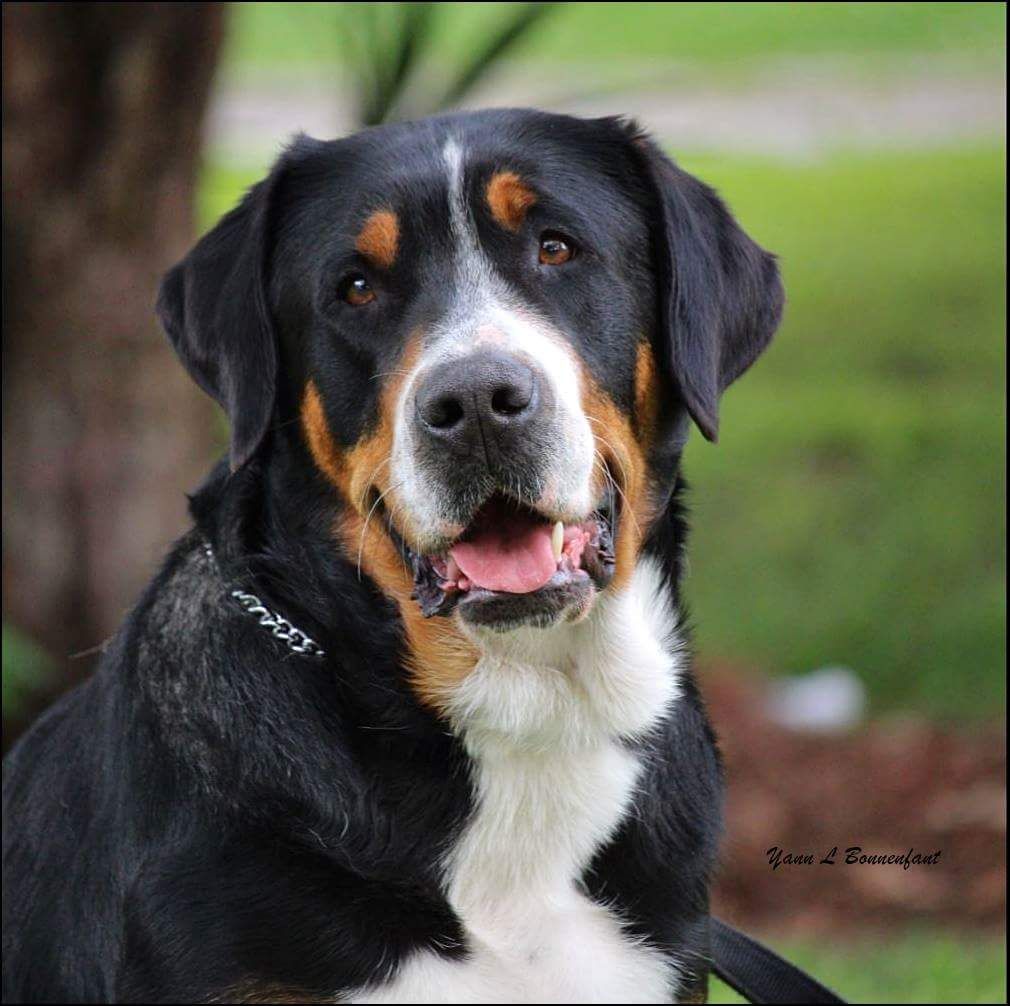 CH. J&ouml;rd-jehou Des cimes de caras galadhon