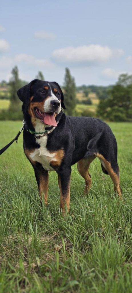 CH. Yggdrasil Of Nephtys Valaskjálf sif