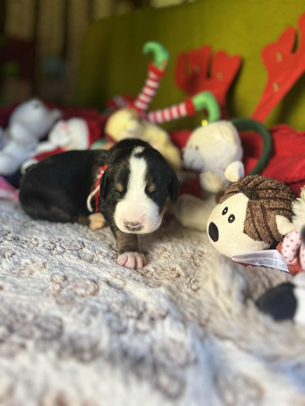 Yggdrasil Of Nephtys - Chiots disponibles - Grand bouvier suisse