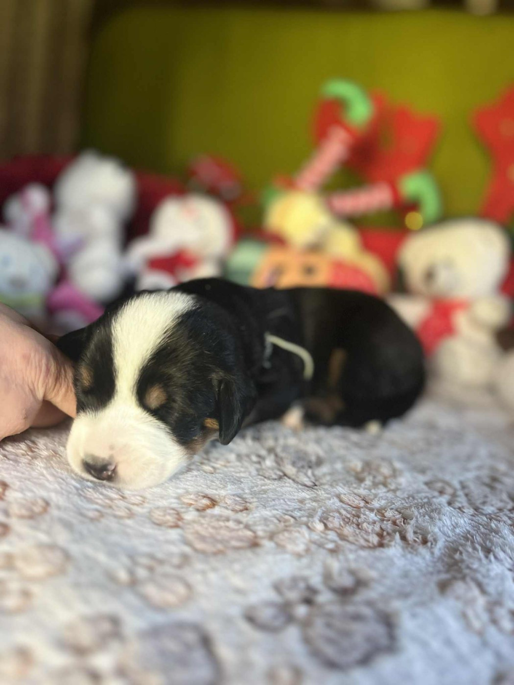 Yggdrasil Of Nephtys - Chiots disponibles - Grand bouvier suisse