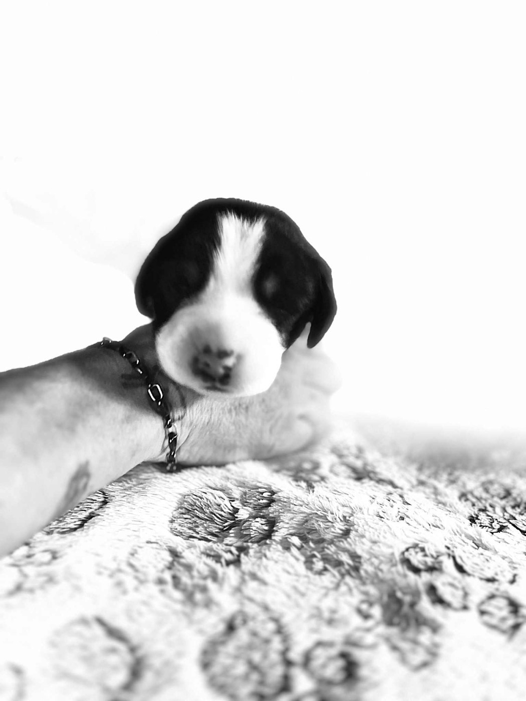 Yggdrasil Of Nephtys - Chiots disponibles - Grand bouvier suisse