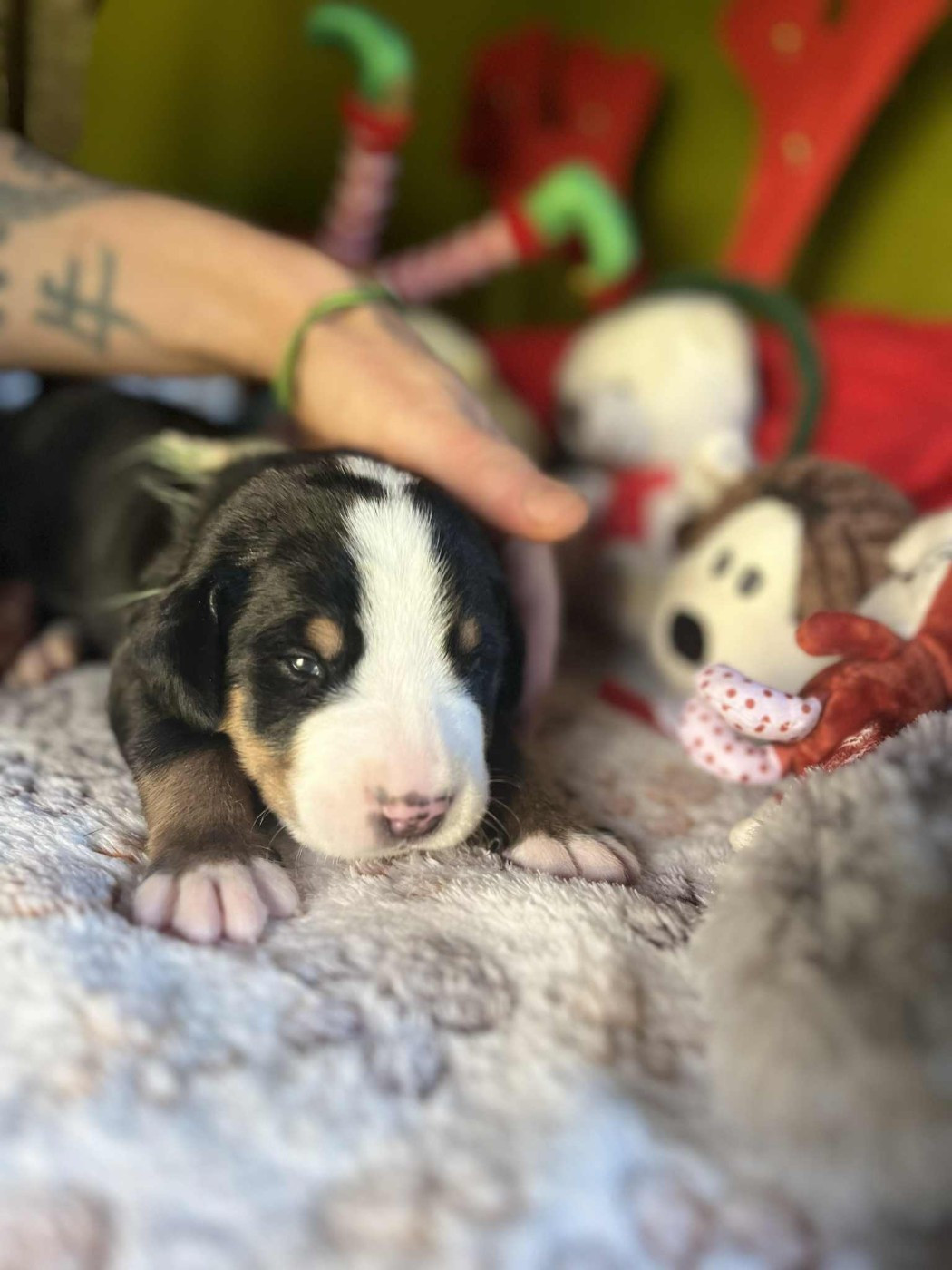 Yggdrasil Of Nephtys - Chiots disponibles - Grand bouvier suisse