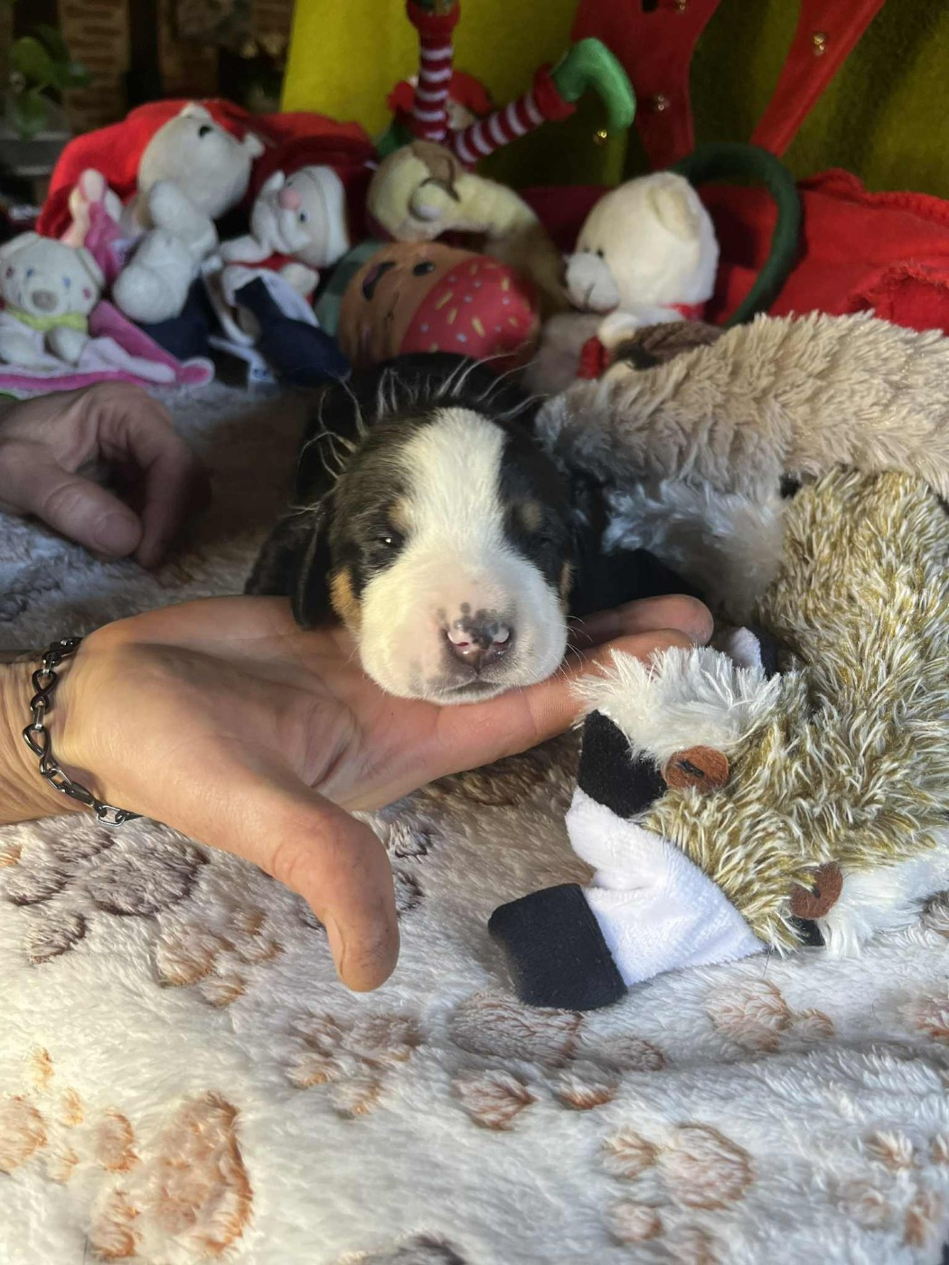 Yggdrasil Of Nephtys - Chiots disponibles - Grand bouvier suisse