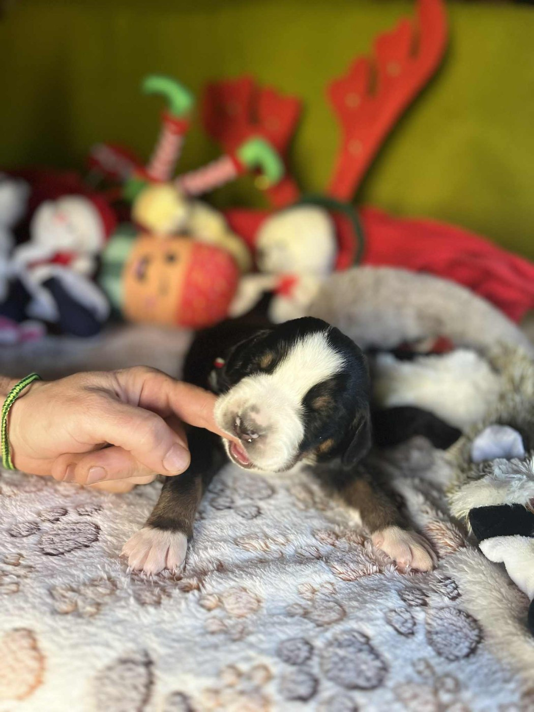 Yggdrasil Of Nephtys - Chiots disponibles - Grand bouvier suisse