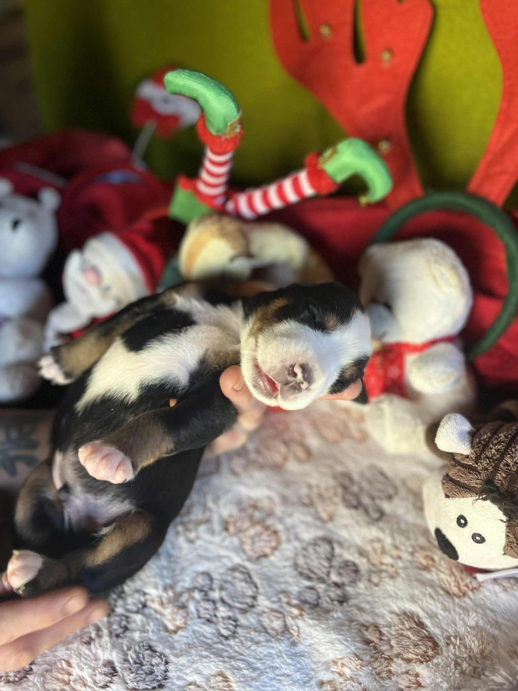 Yggdrasil Of Nephtys - Chiots disponibles - Grand bouvier suisse