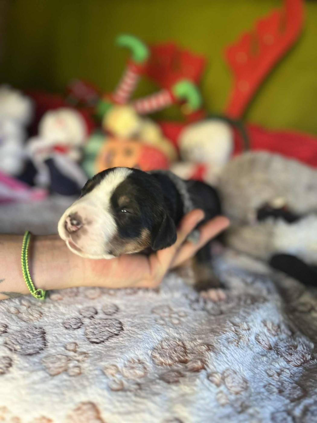 Yggdrasil Of Nephtys - Chiots disponibles - Grand bouvier suisse