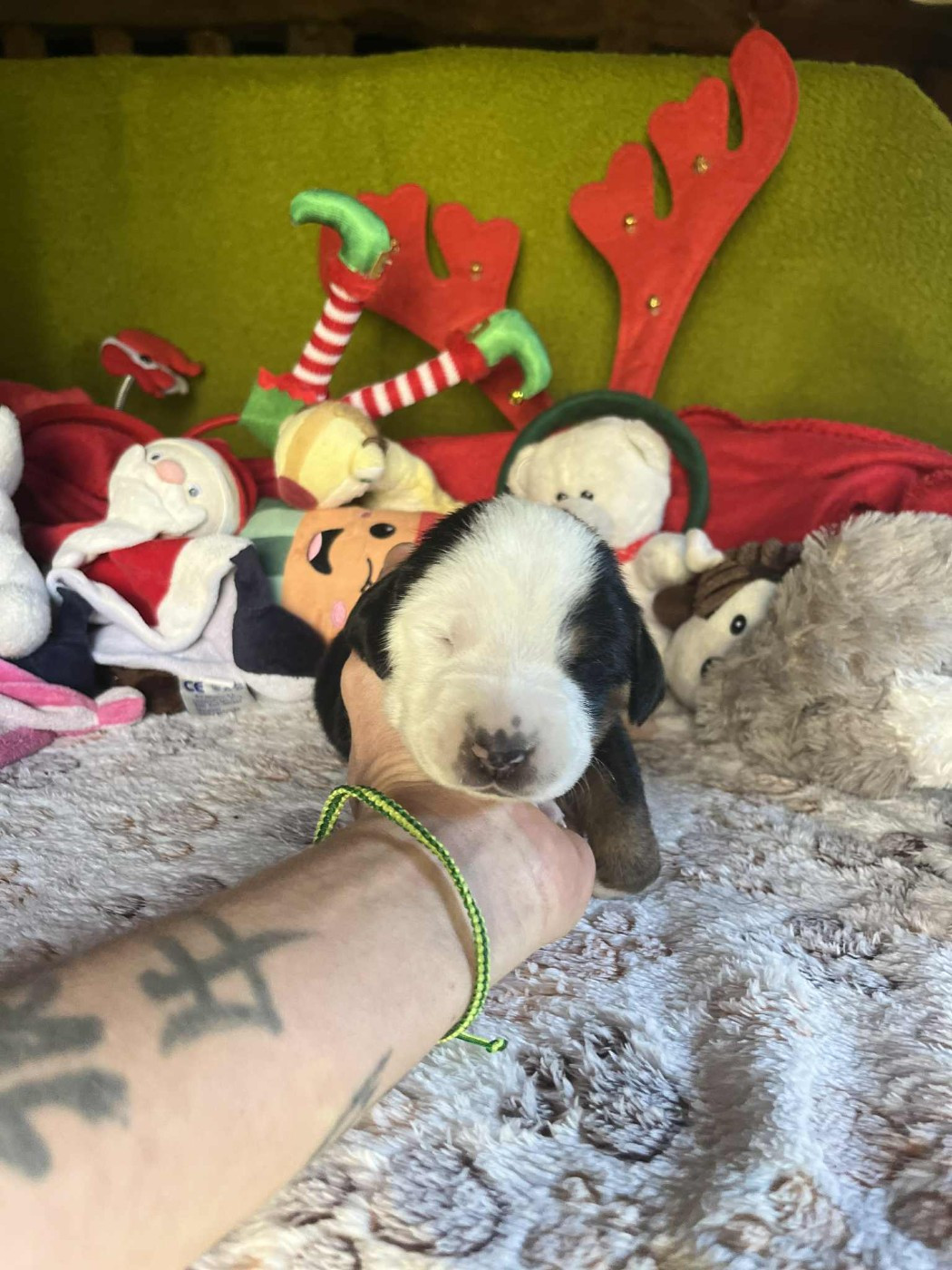 Yggdrasil Of Nephtys - Chiots disponibles - Grand bouvier suisse