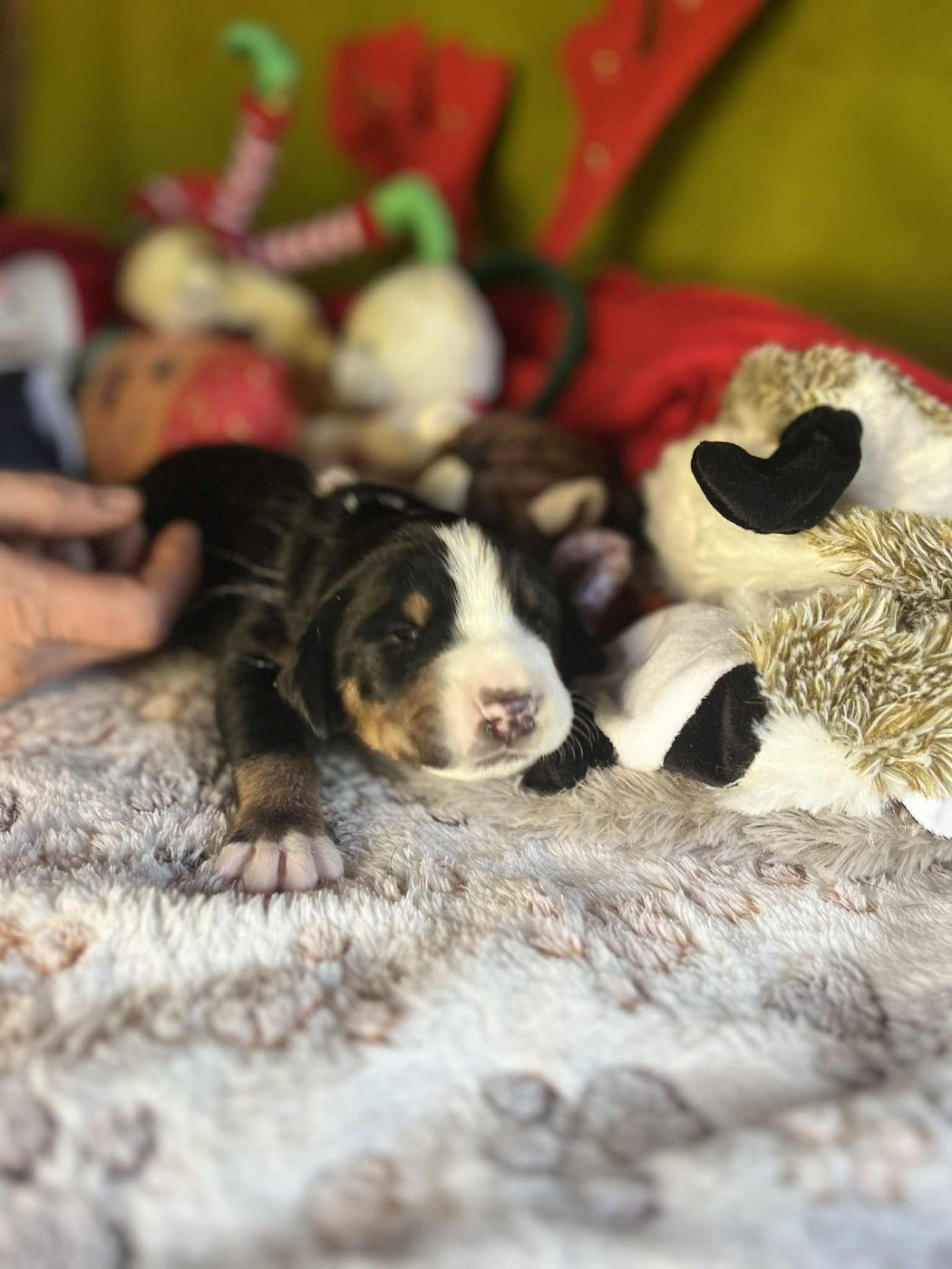 Yggdrasil Of Nephtys - Chiots disponibles - Grand bouvier suisse