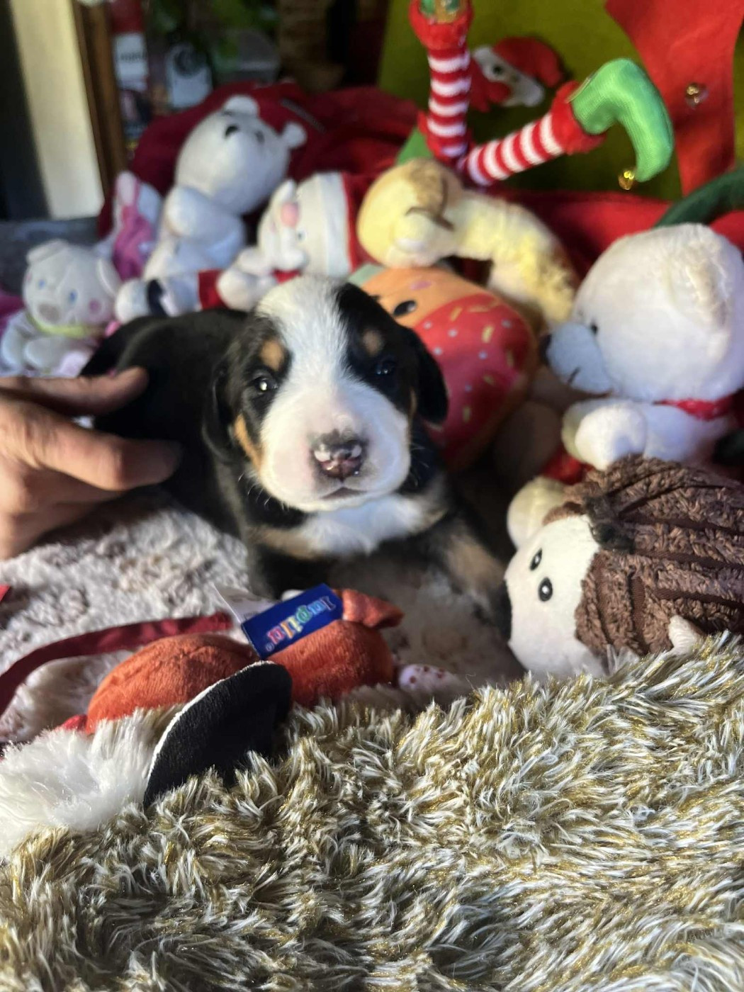 Yggdrasil Of Nephtys - Chiots disponibles - Grand bouvier suisse