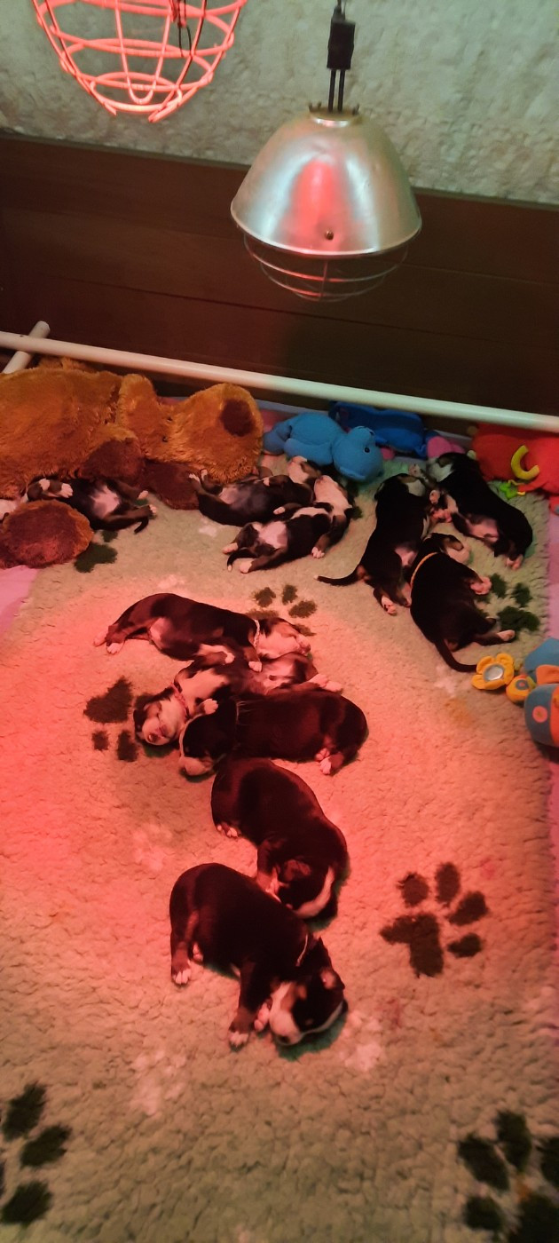 Chiot Grand bouvier suisse Yggdrasil Of Nephtys