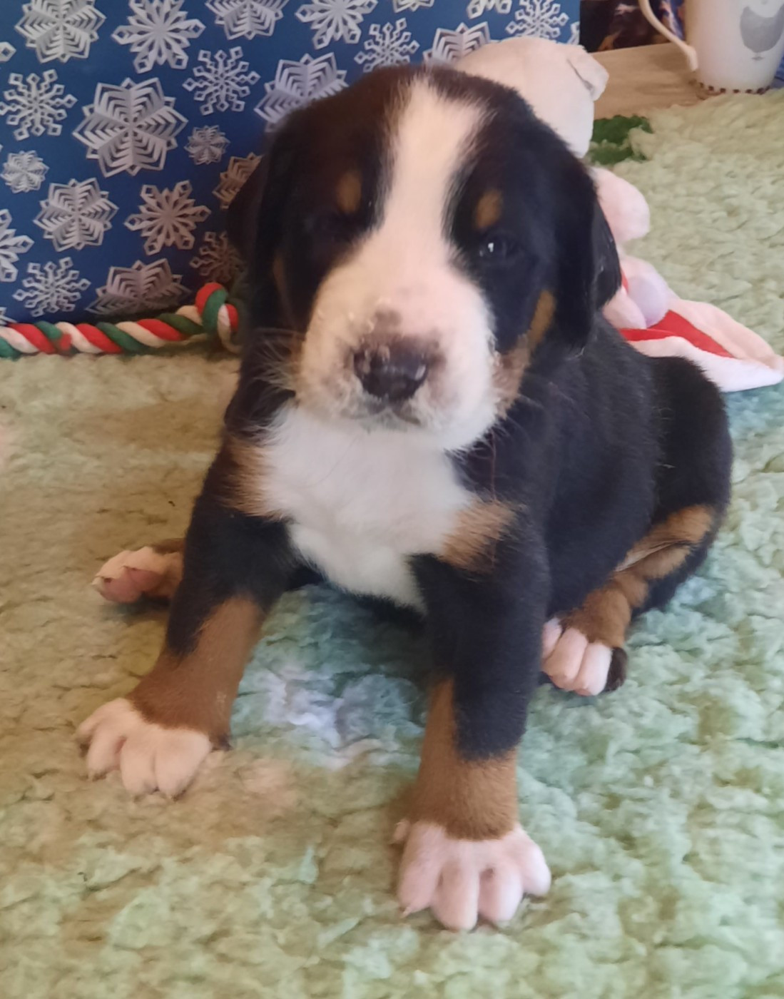 Yggdrasil Of Nephtys - Chiots disponibles - Grand bouvier suisse