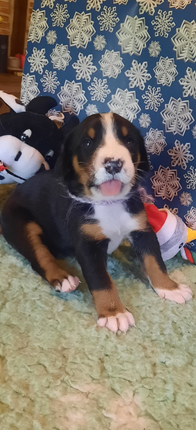 Yggdrasil Of Nephtys - Chiots disponibles - Grand bouvier suisse
