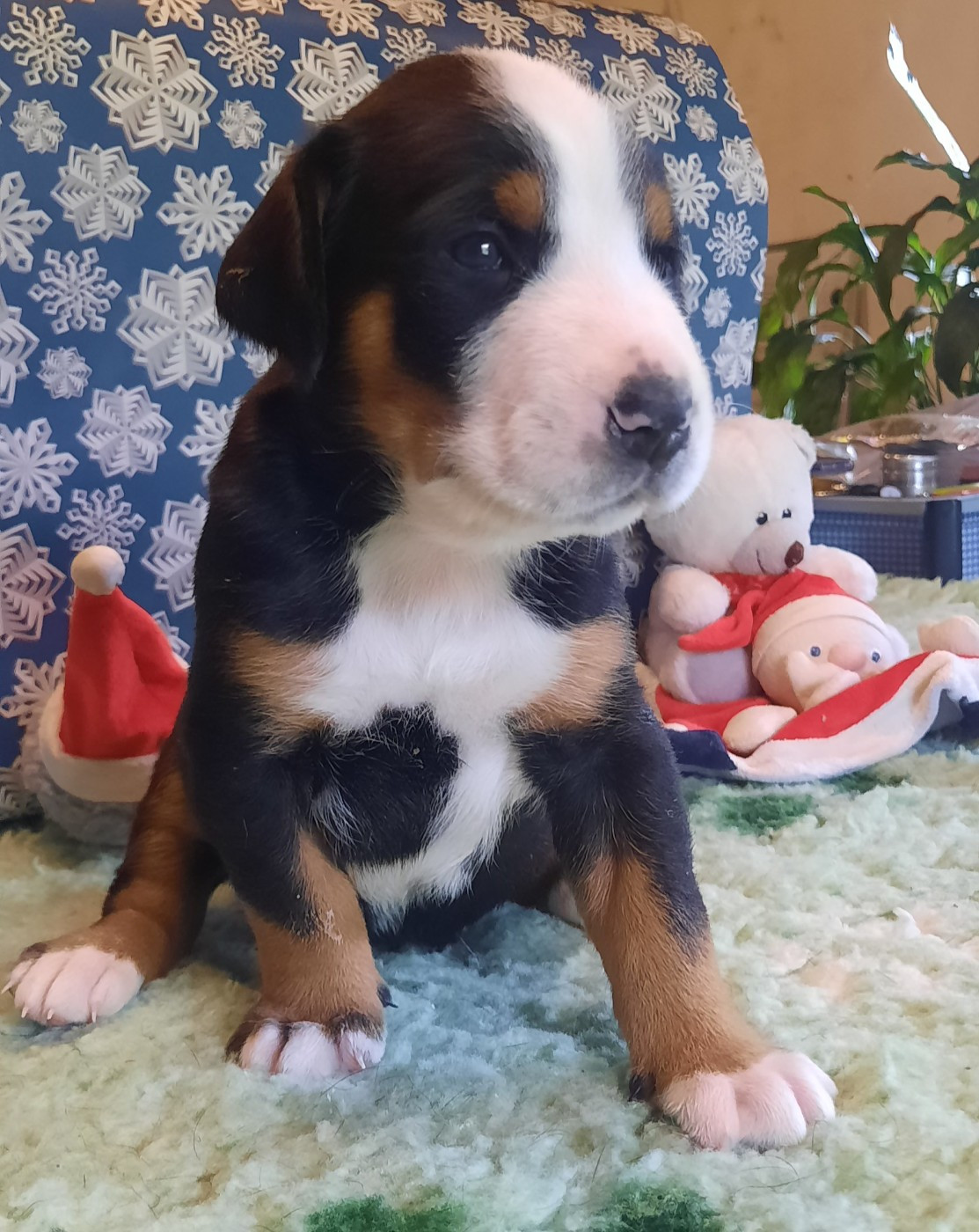 Yggdrasil Of Nephtys - Chiots disponibles - Grand bouvier suisse