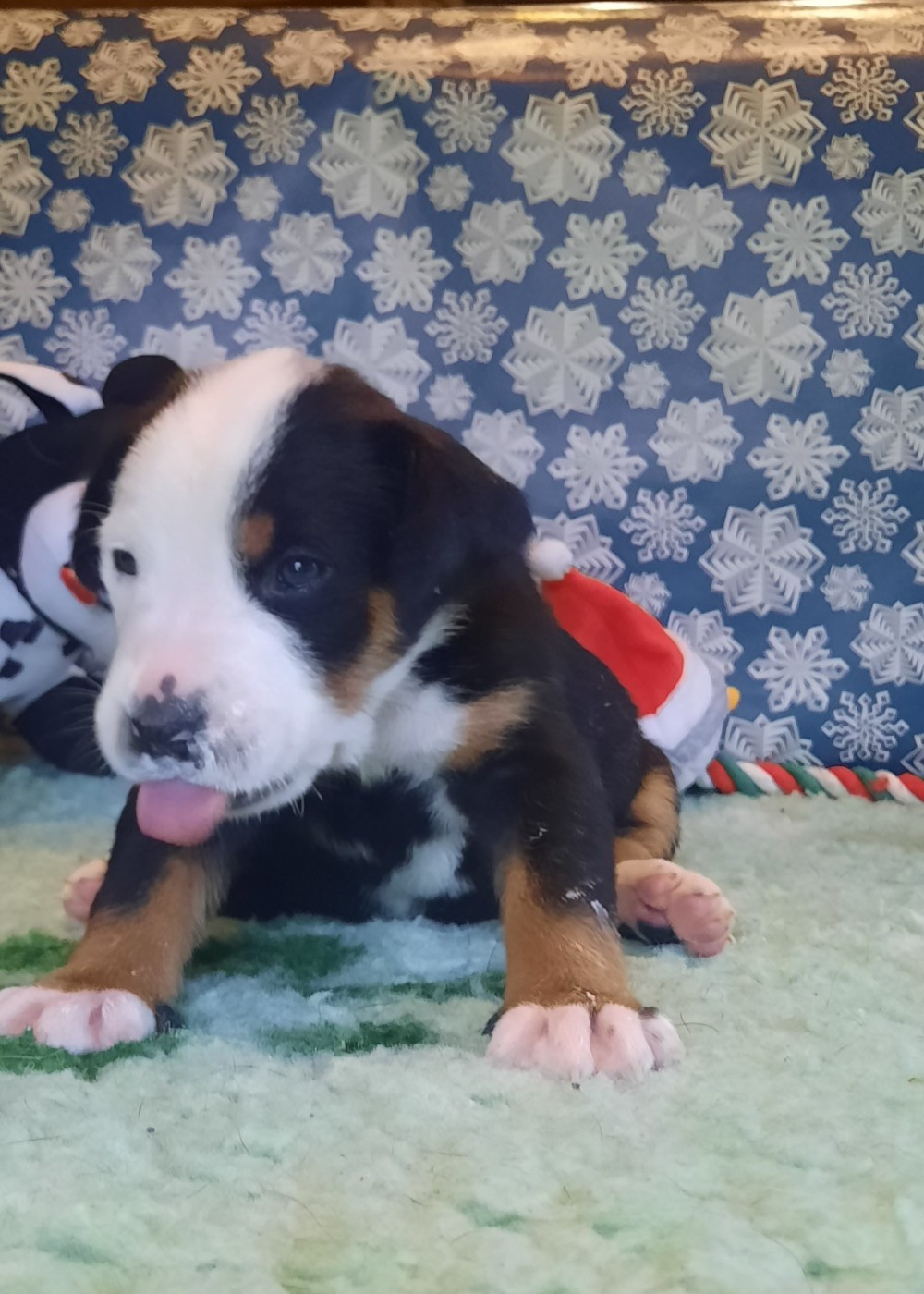 Yggdrasil Of Nephtys - Chiots disponibles - Grand bouvier suisse