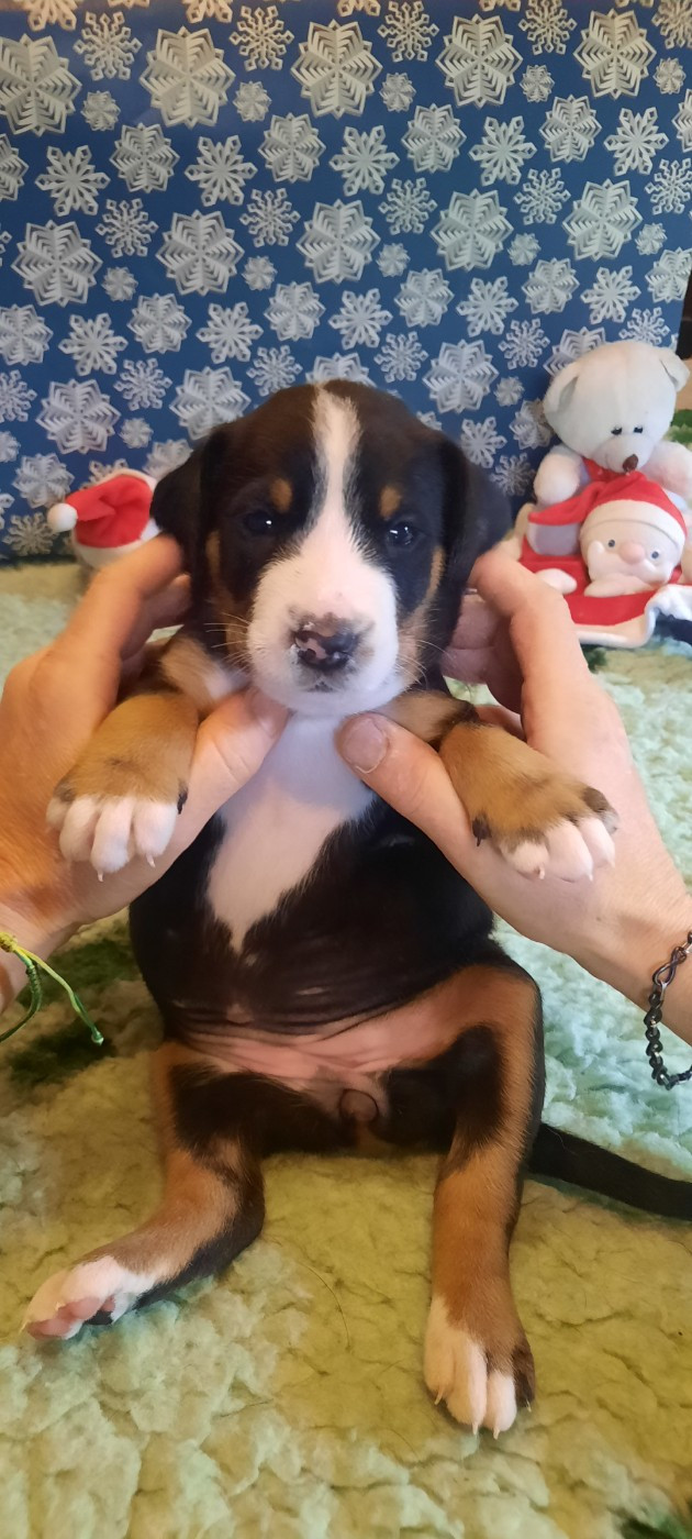 Yggdrasil Of Nephtys - Chiots disponibles - Grand bouvier suisse