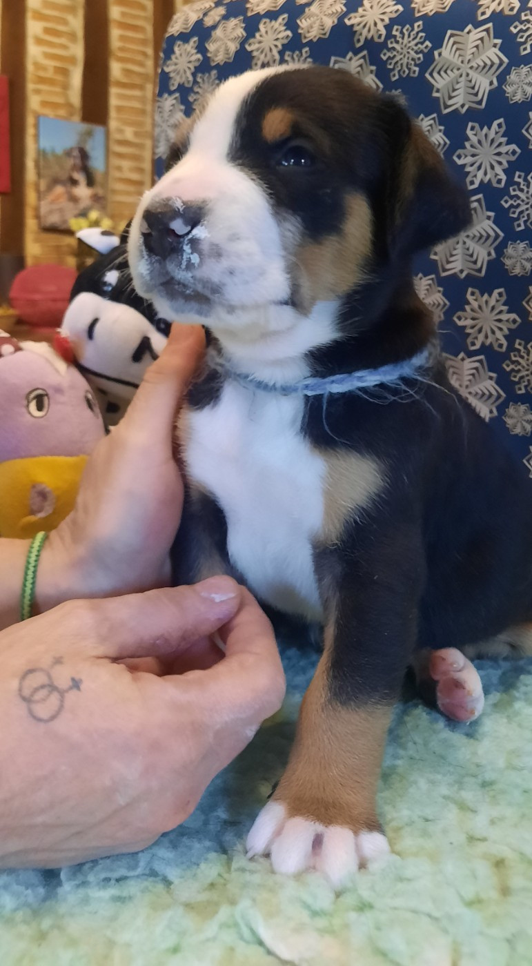 Yggdrasil Of Nephtys - Chiots disponibles - Grand bouvier suisse