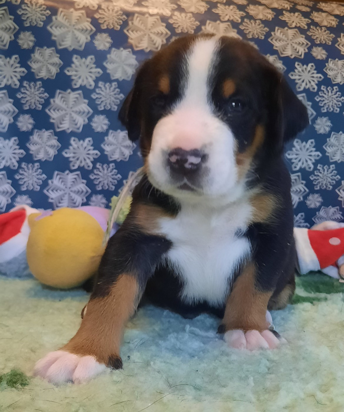 Yggdrasil Of Nephtys - Chiots disponibles - Grand bouvier suisse
