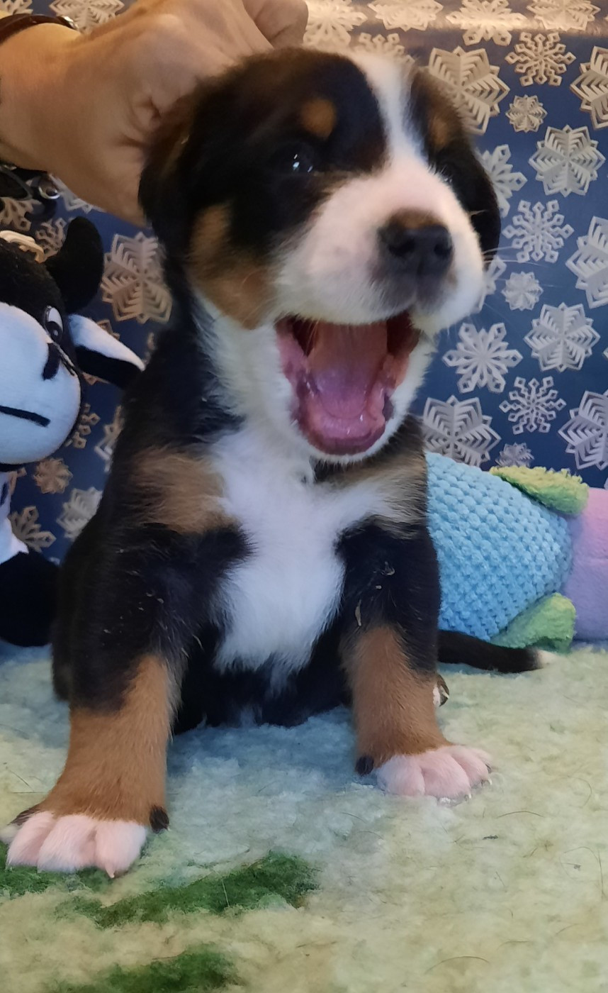 Yggdrasil Of Nephtys - Chiots disponibles - Grand bouvier suisse