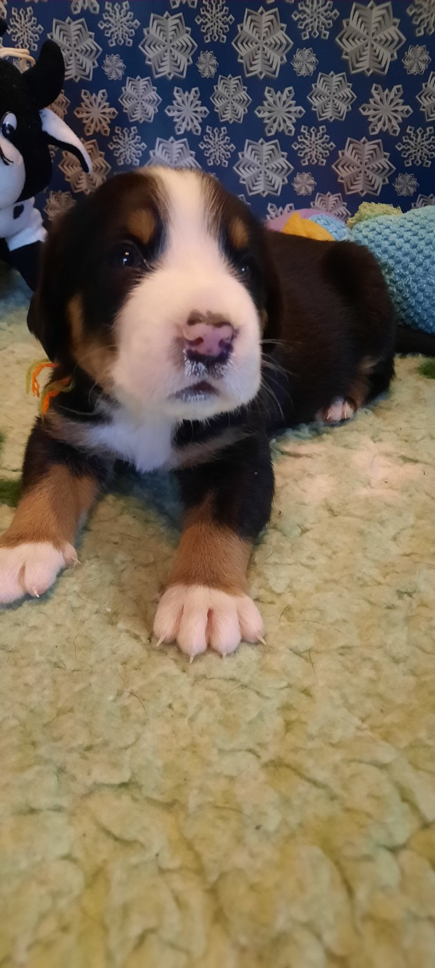 Yggdrasil Of Nephtys - Chiots disponibles - Grand bouvier suisse