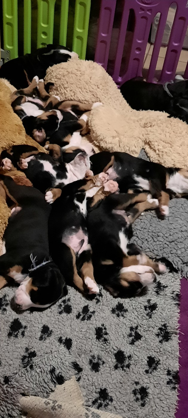 Chiot Grand bouvier suisse Yggdrasil Of Nephtys