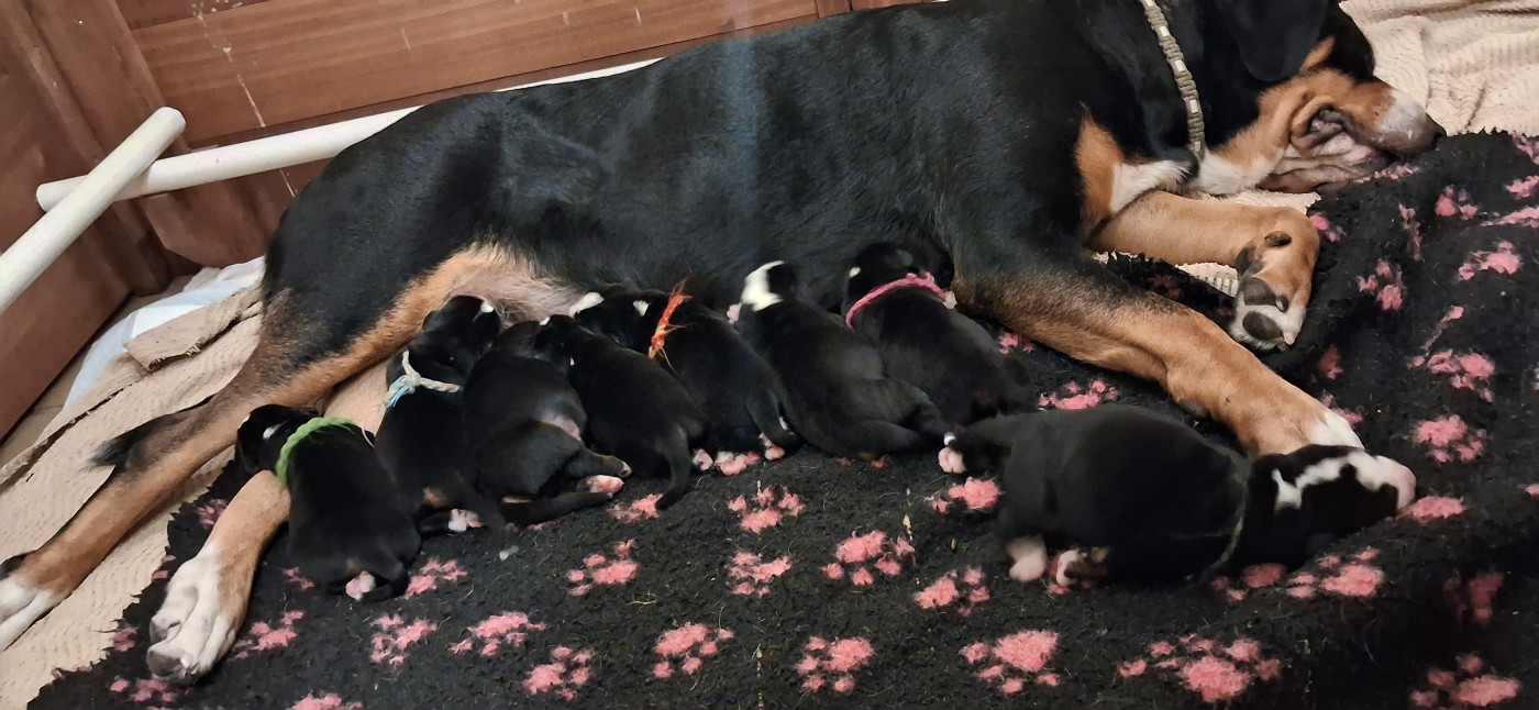 Chiot Grand bouvier suisse Yggdrasil Of Nephtys