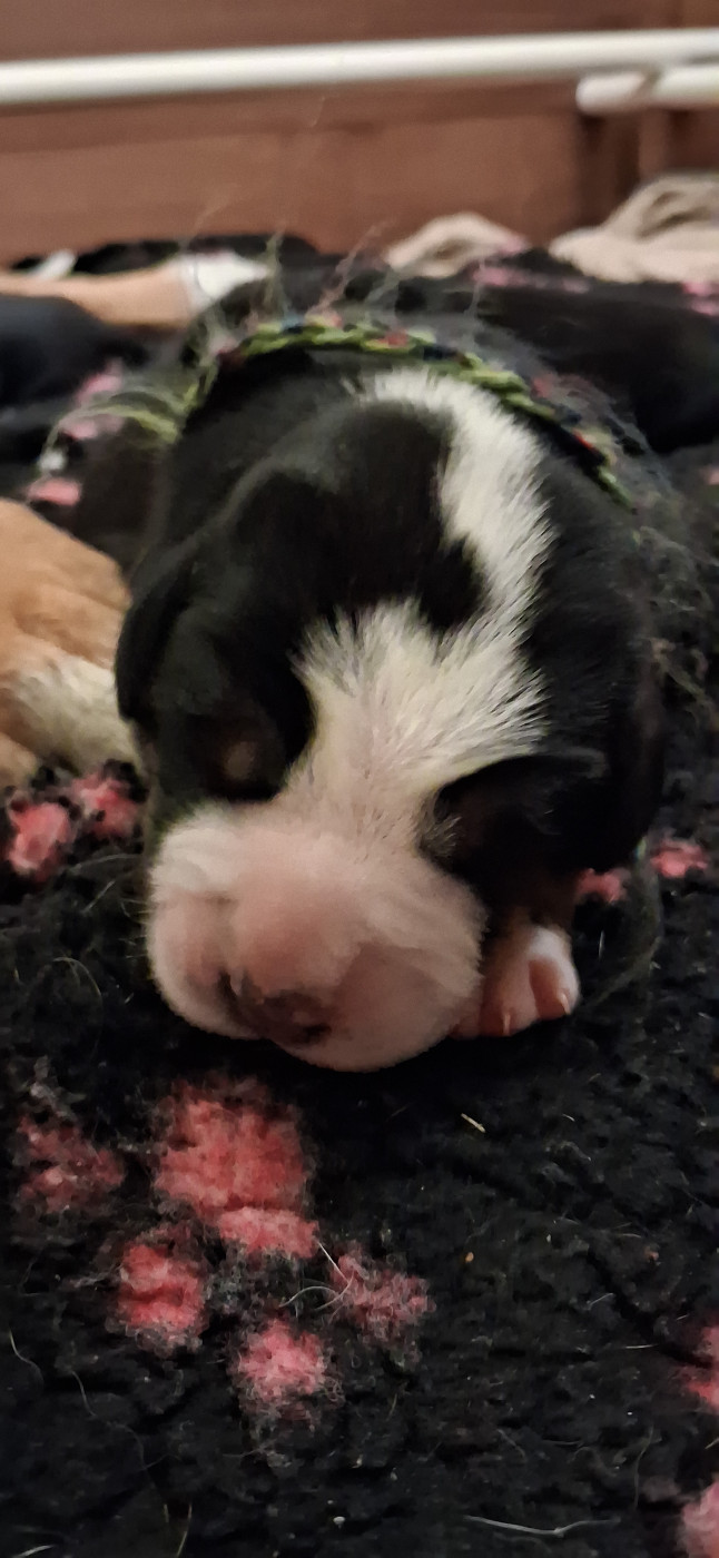 Yggdrasil Of Nephtys - Chiots disponibles - Grand bouvier suisse