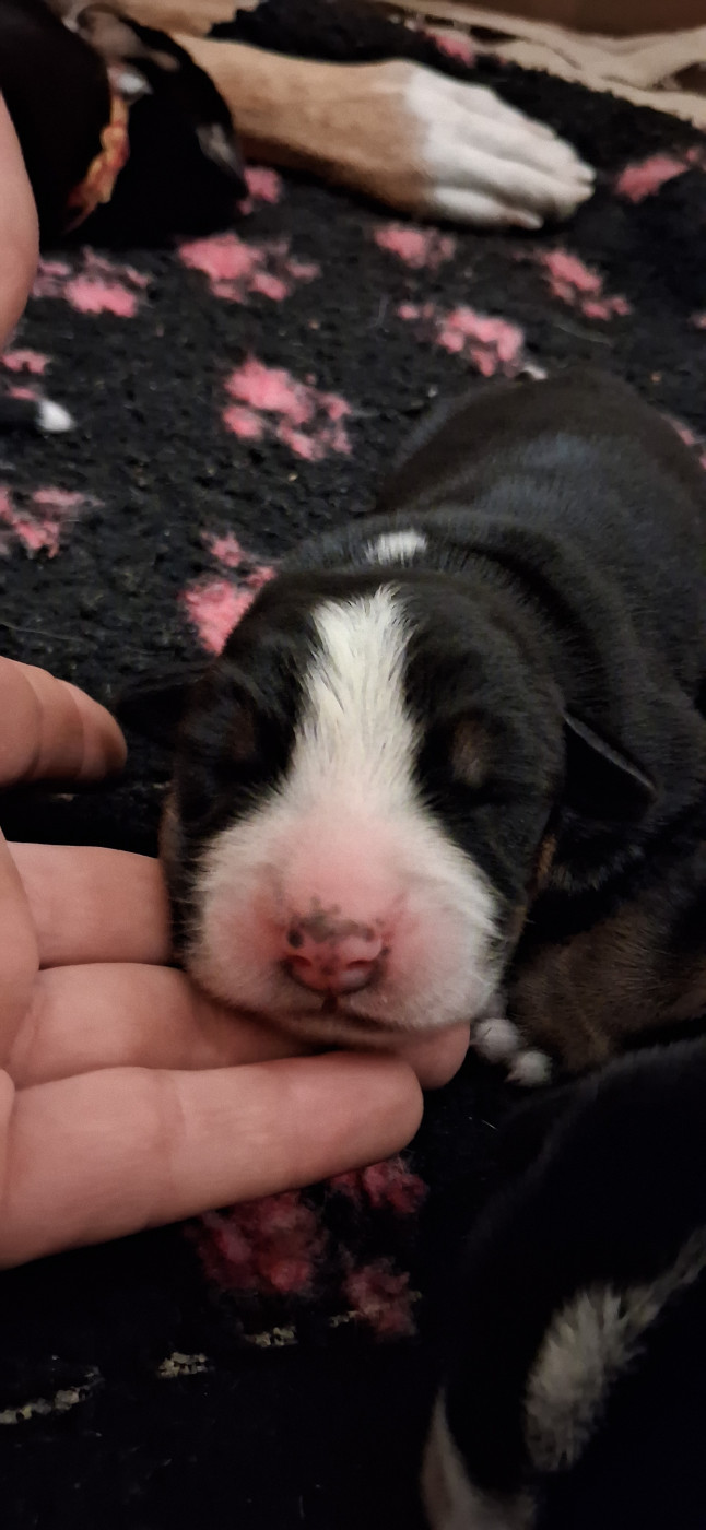 Yggdrasil Of Nephtys - Chiots disponibles - Grand bouvier suisse