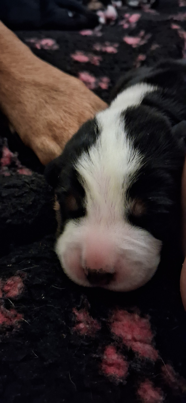 Yggdrasil Of Nephtys - Chiots disponibles - Grand bouvier suisse