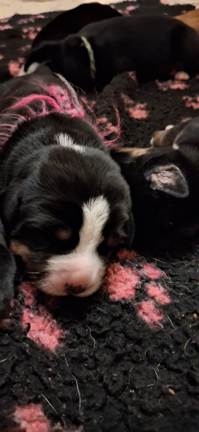 Yggdrasil Of Nephtys - Chiots disponibles - Grand bouvier suisse