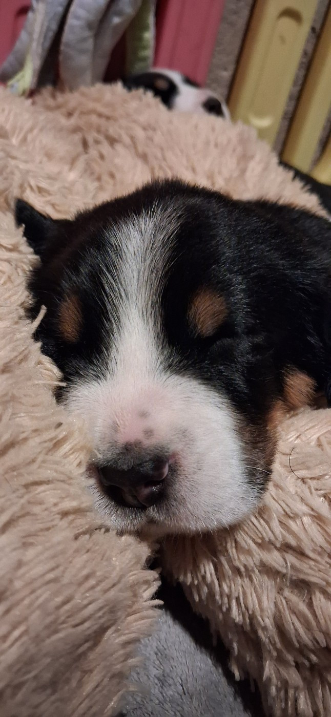 Yggdrasil Of Nephtys - Chiots disponibles - Grand bouvier suisse
