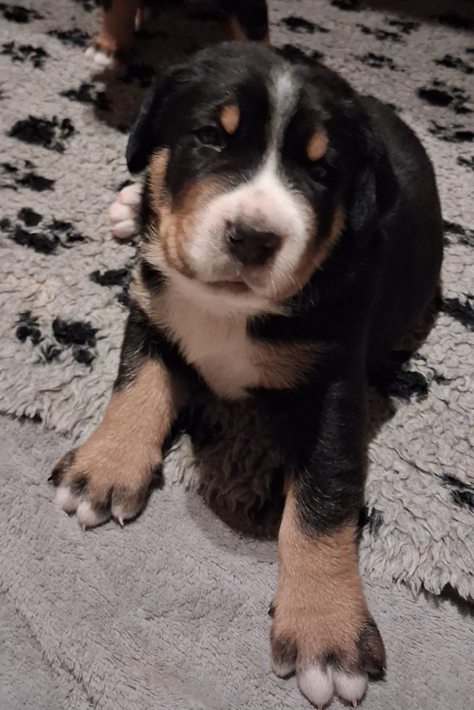 Yggdrasil Of Nephtys - Chiots disponibles - Grand bouvier suisse