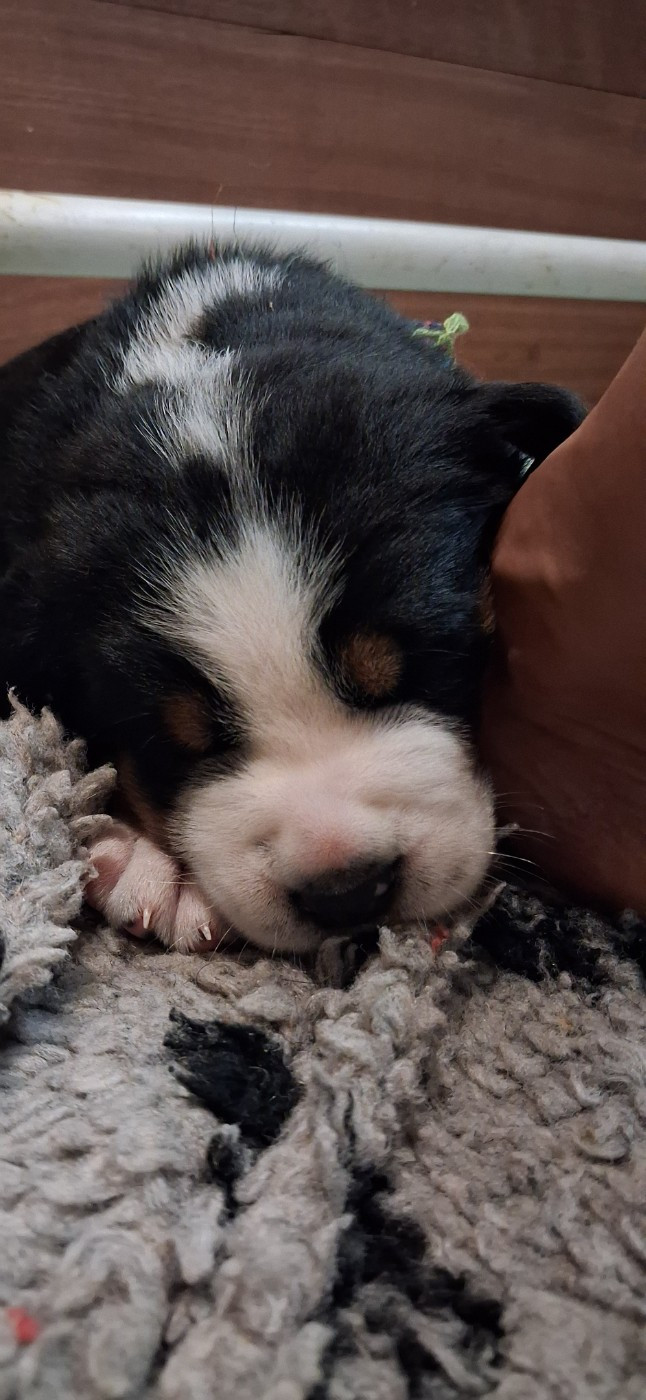 Yggdrasil Of Nephtys - Chiots disponibles - Grand bouvier suisse