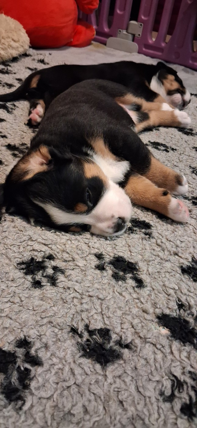 Yggdrasil Of Nephtys - Chiots disponibles - Grand bouvier suisse