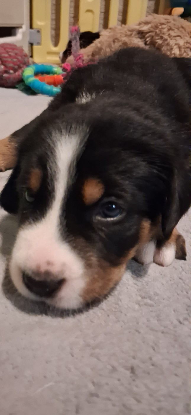 Yggdrasil Of Nephtys - Chiots disponibles - Grand bouvier suisse