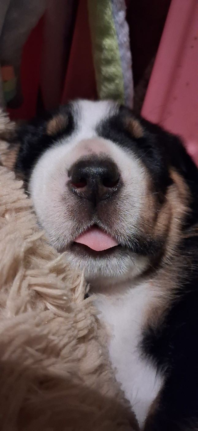 Yggdrasil Of Nephtys - Chiots disponibles - Grand bouvier suisse