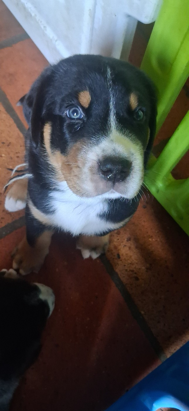 Yggdrasil Of Nephtys - Chiots disponibles - Grand bouvier suisse