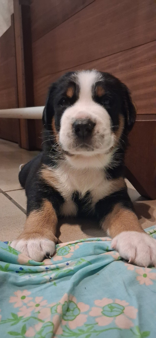 Yggdrasil Of Nephtys - Chiots disponibles - Grand bouvier suisse