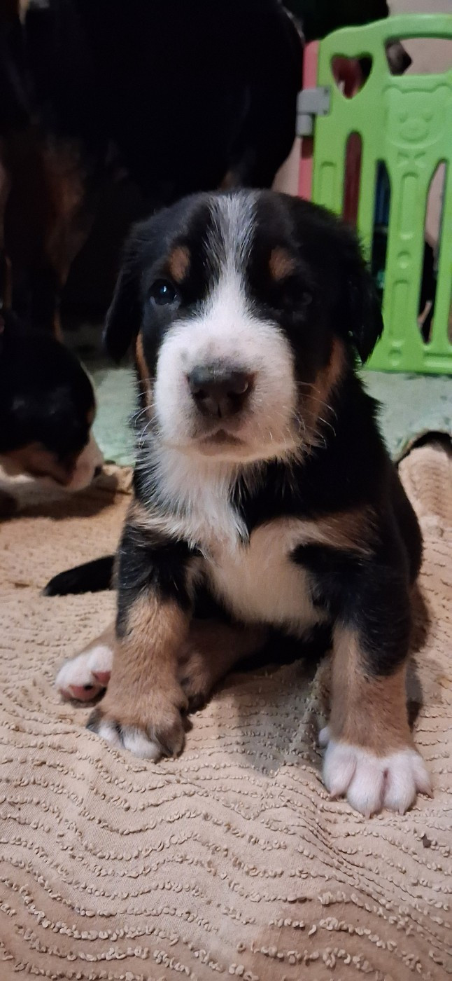 Yggdrasil Of Nephtys - Chiots disponibles - Grand bouvier suisse