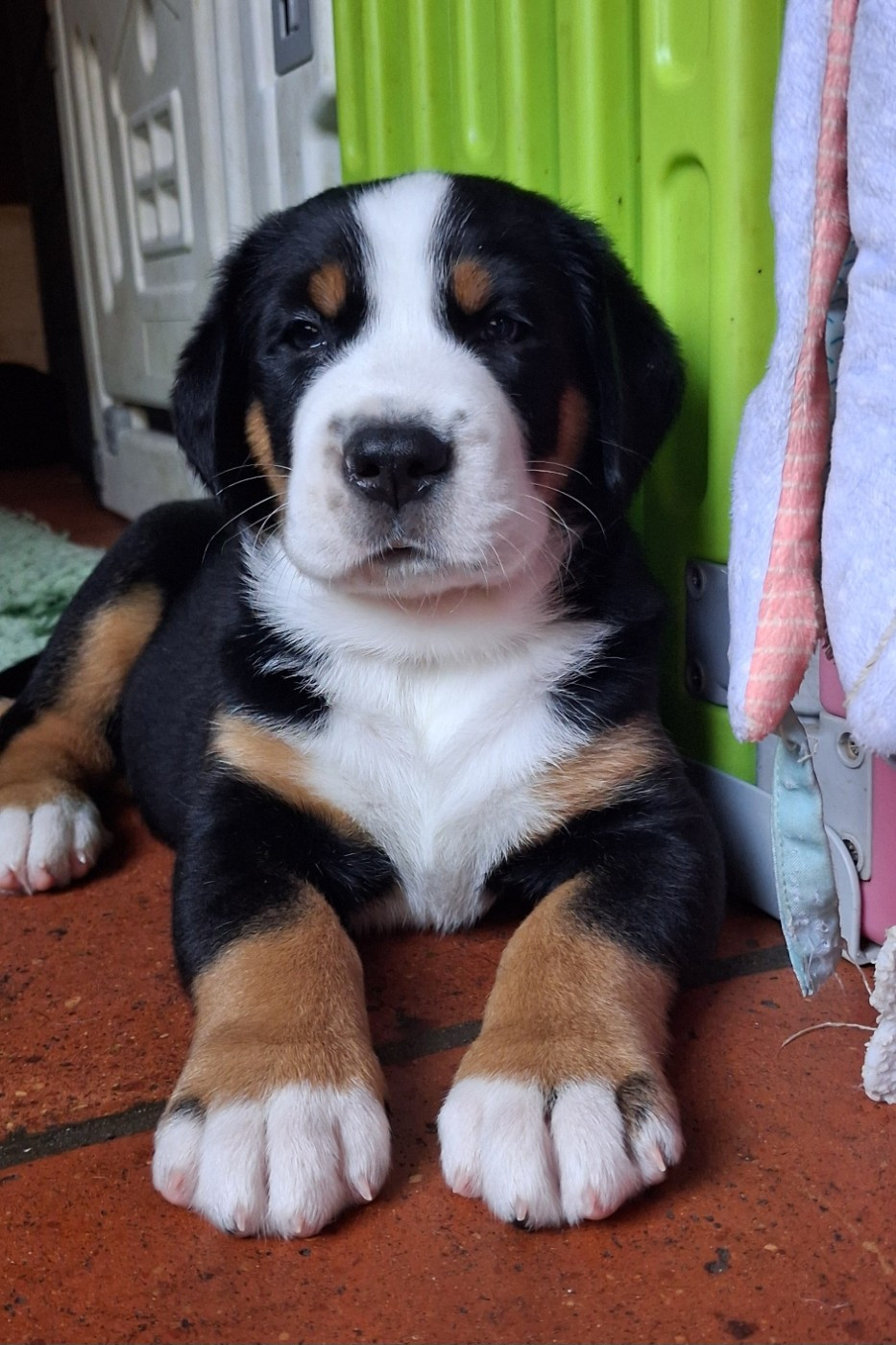 Yggdrasil Of Nephtys - Chiots disponibles - Grand bouvier suisse