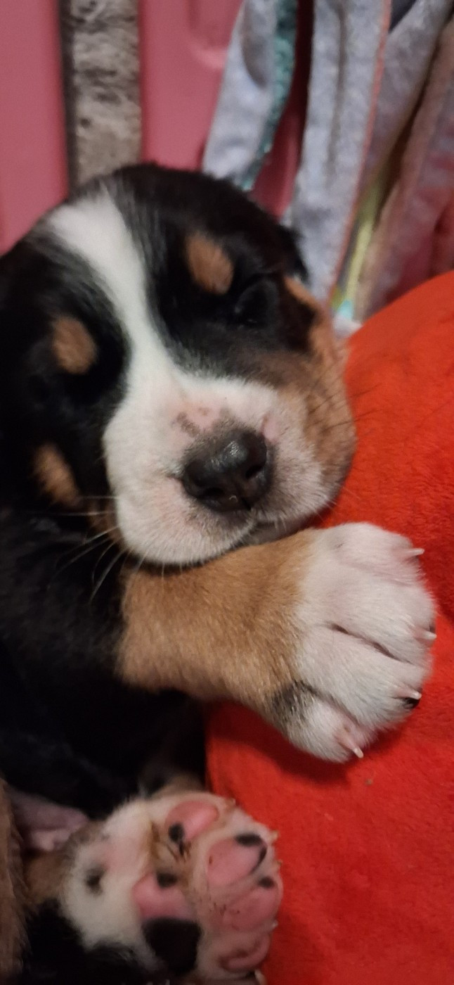 Yggdrasil Of Nephtys - Chiots disponibles - Grand bouvier suisse