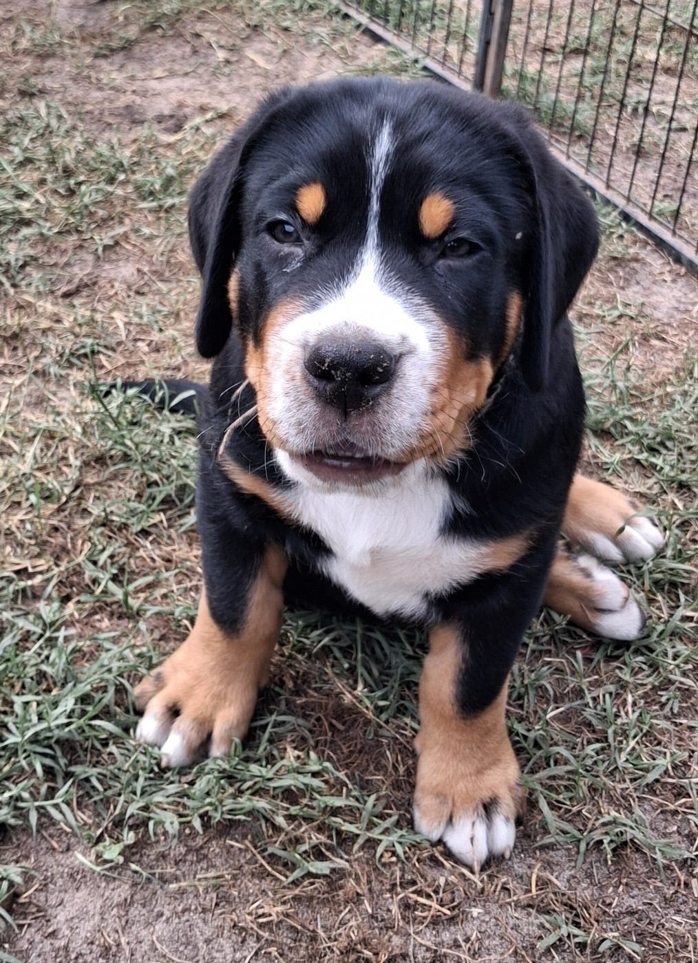 Yggdrasil Of Nephtys - Chiots disponibles - Grand bouvier suisse