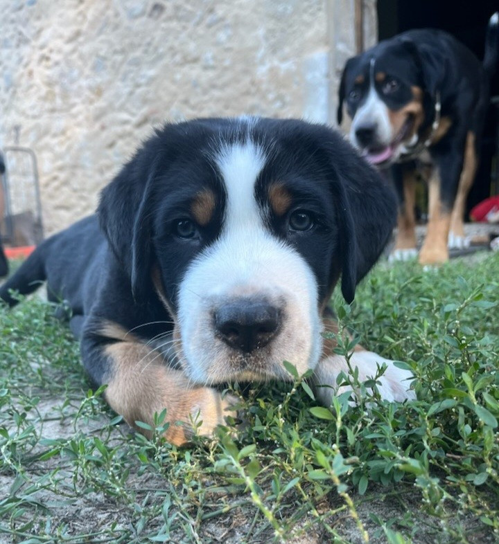 Yggdrasil Of Nephtys - Chiots disponibles - Grand bouvier suisse