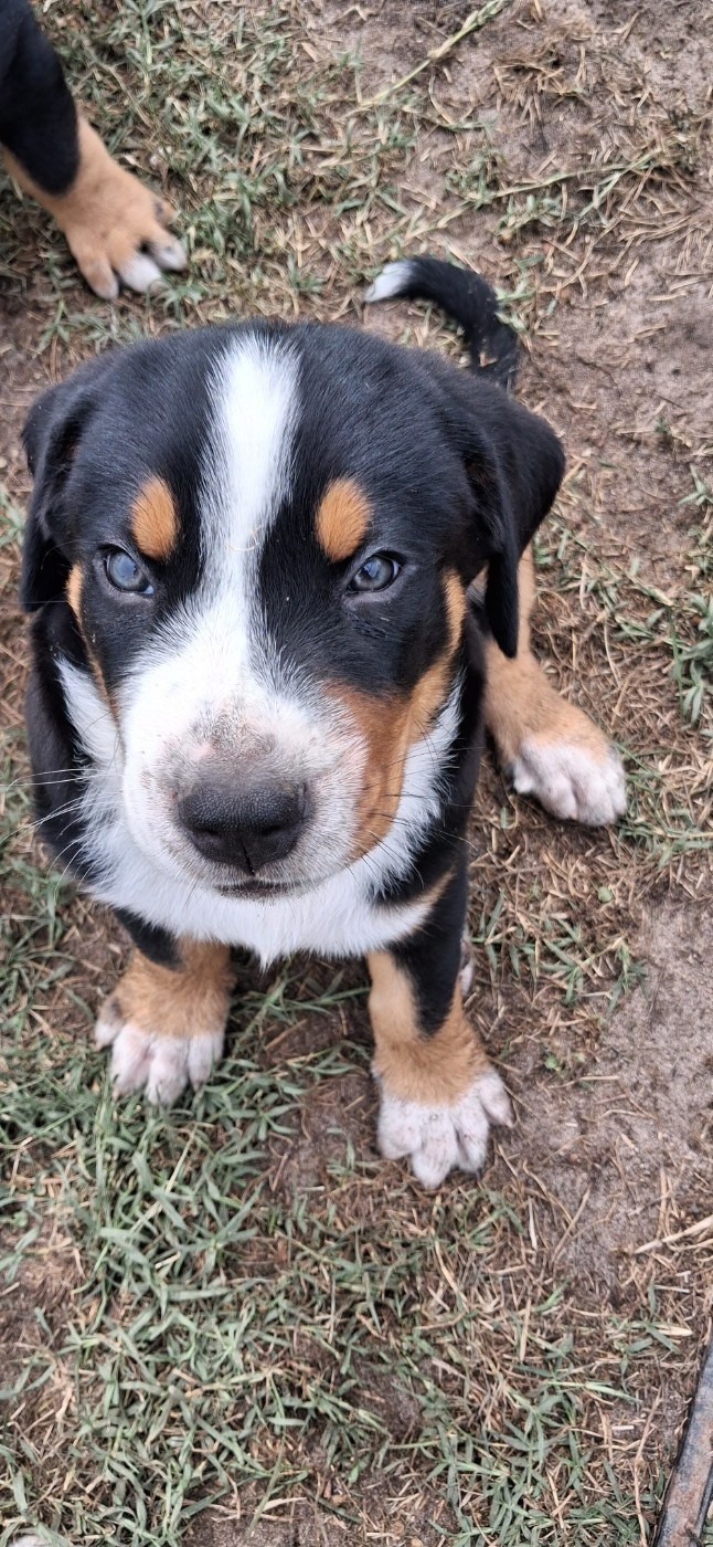 Yggdrasil Of Nephtys - Chiots disponibles - Grand bouvier suisse