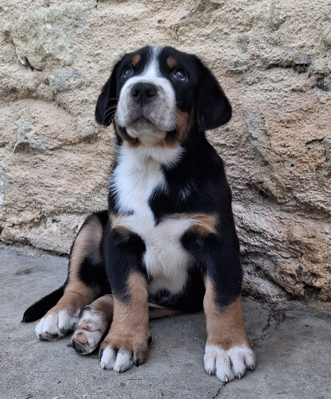 Yggdrasil Of Nephtys - Chiots disponibles - Grand bouvier suisse